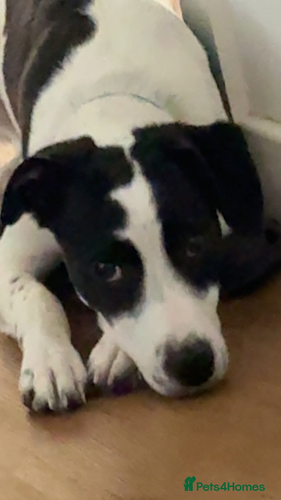 Mixed Breed dogs for sale: Bolt staffy and Jack russel mix  - Image 5