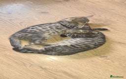 Bengal cats for sale: Mixed bengal kittens   - Image 3