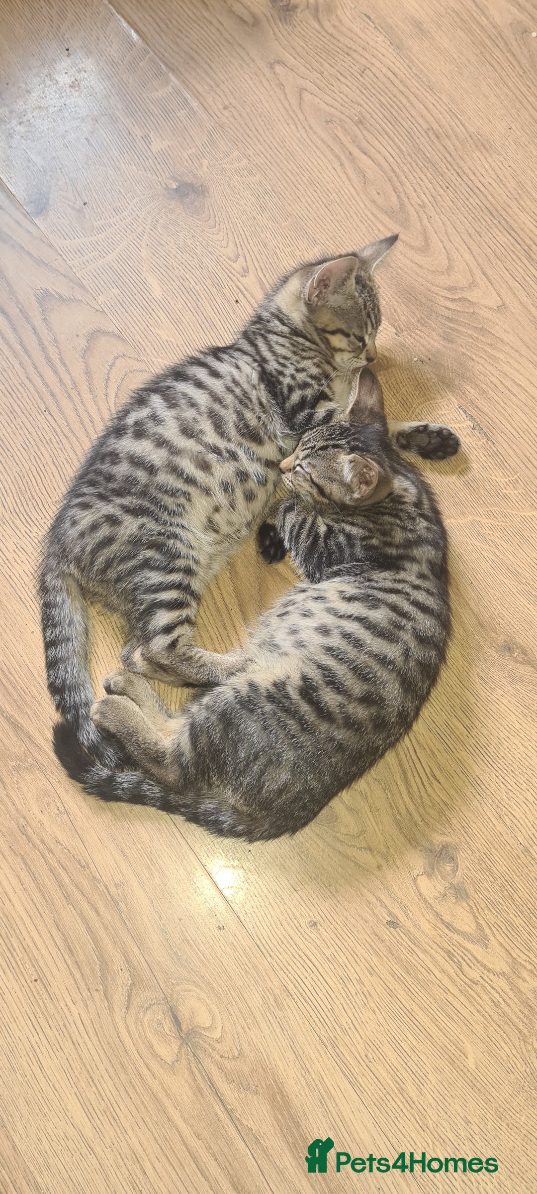 Bengal cats for sale: Mixed bengal kittens   - Image 3