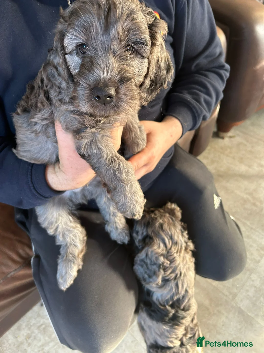 Cockapoo dogs for sale: Cockerpoo / cockapoo - Advert 20