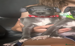 Italian Greyhound dogs for sale: Ready now 6 stunning blue boys kc reg - Image 14