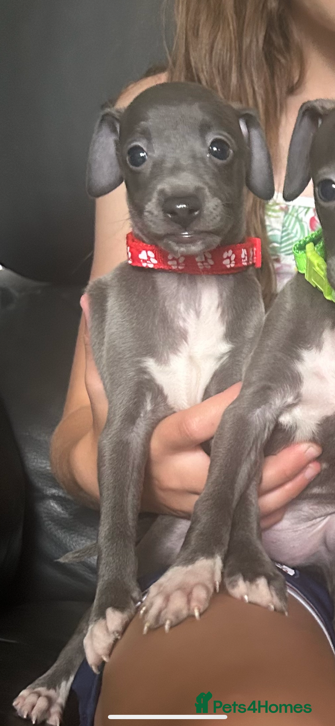 Italian Greyhound dogs for sale: Ready now 6 stunning blue boys kc reg - Image 14