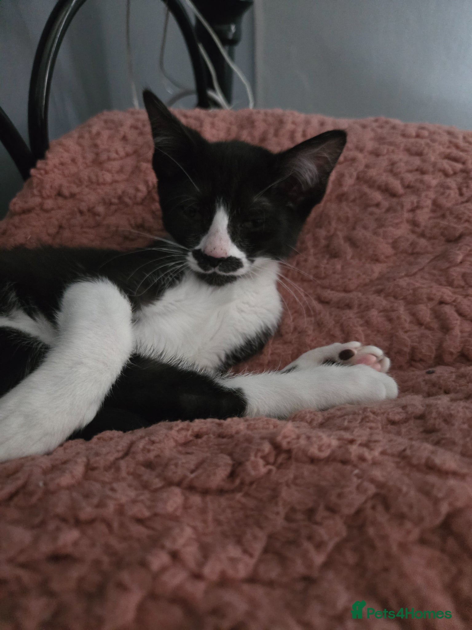 Mixed Breed cats REDUCED butterful bio girl absolutely stunning  - Advert 2