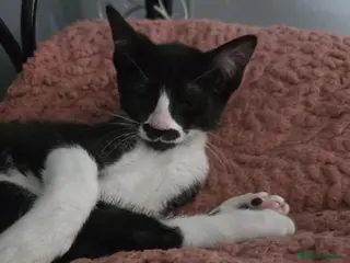 Mixed Breed cats REDUCED butterful bio girl absolutely stunning - Advert 2