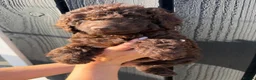 Cockapoo dogs for sale: ✨Ready now ✨ F1B Cockapoo Puppies 4 Left  - Advert 24