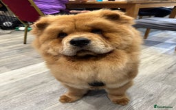 Chow Chow dogs for sale: ONE GIRL LEFT! Adorable Chow Chow Cubs 🐻  - Image 11