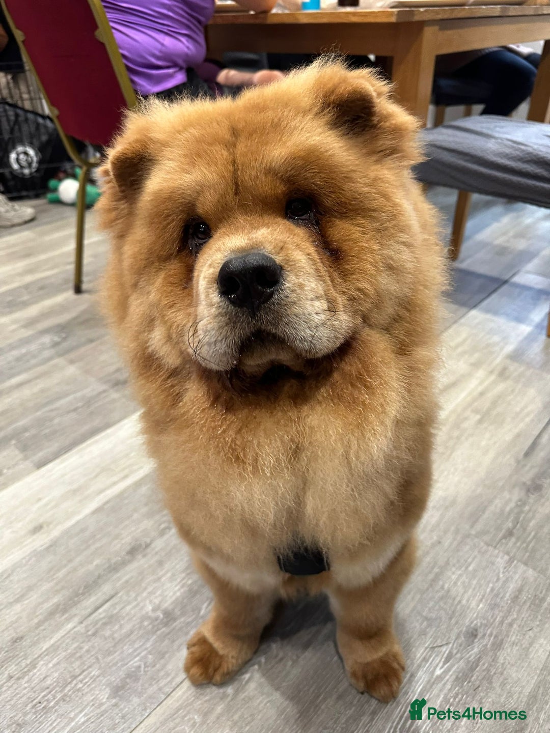Chow Chow dogs for sale: ONE GIRL LEFT! Adorable Chow Chow Cubs 🐻  - Image 11