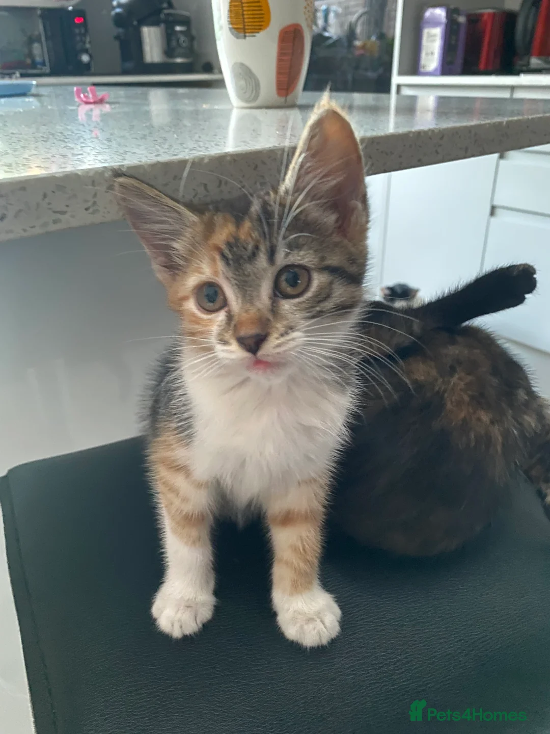 Mixed Breed cats for sale: Female kitten for sale in Norbury area in London - Advert 2