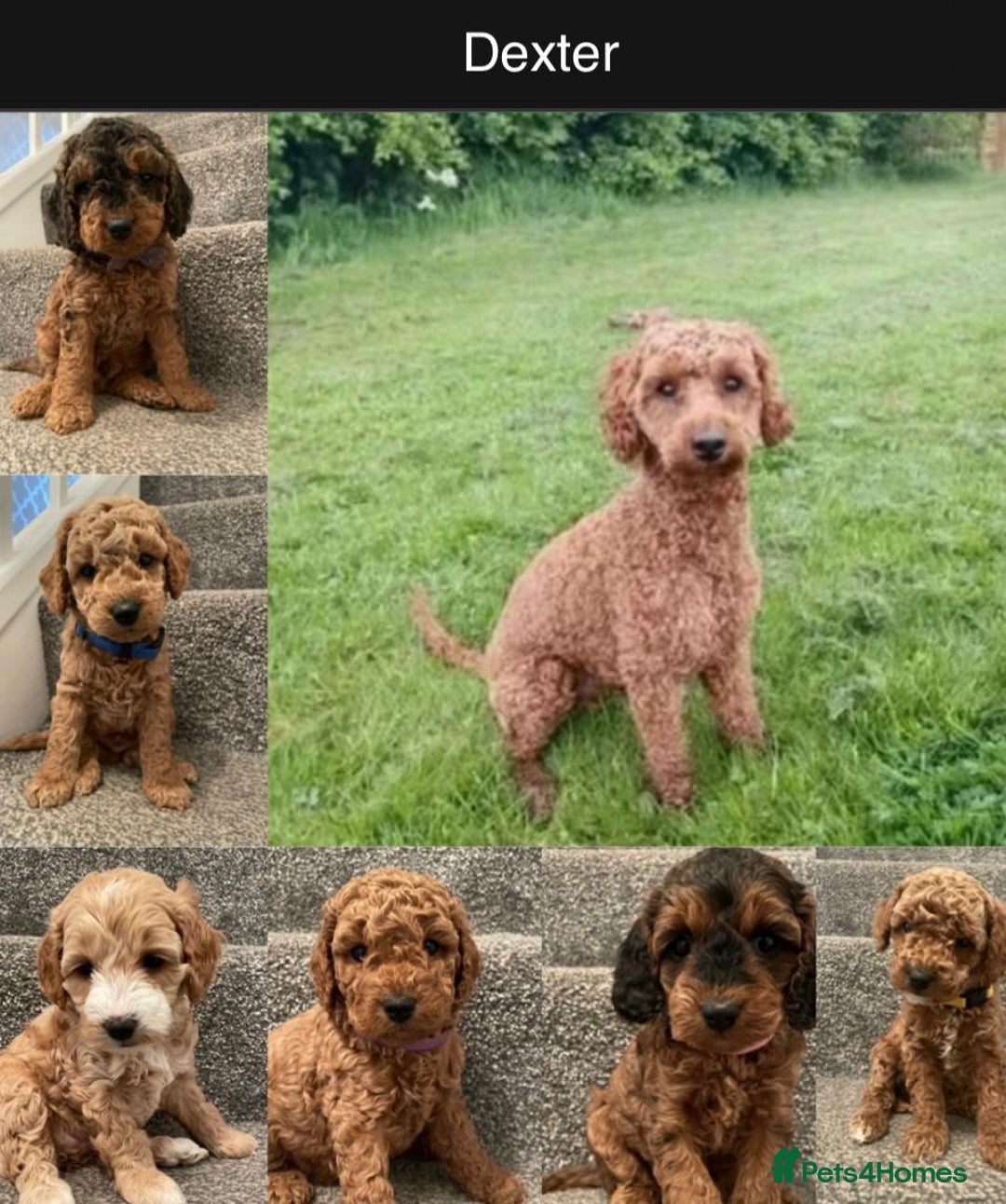 Miniature Poodle dogs for stud: KC Red Miniature Poodle Stud in Baldock - Advert 1