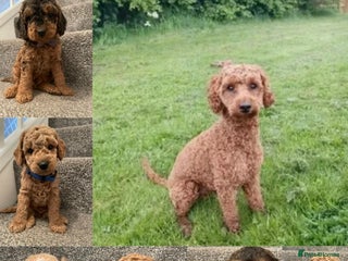 Miniature Poodle dogs KC Red Miniature Poodle Stud in Baldock - Advert 1