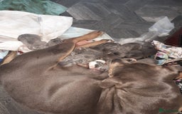 Staffordshire Bull Terrier dogs for sale: Blue tri Staffordshire bull terrier pups for sale  - Image 2