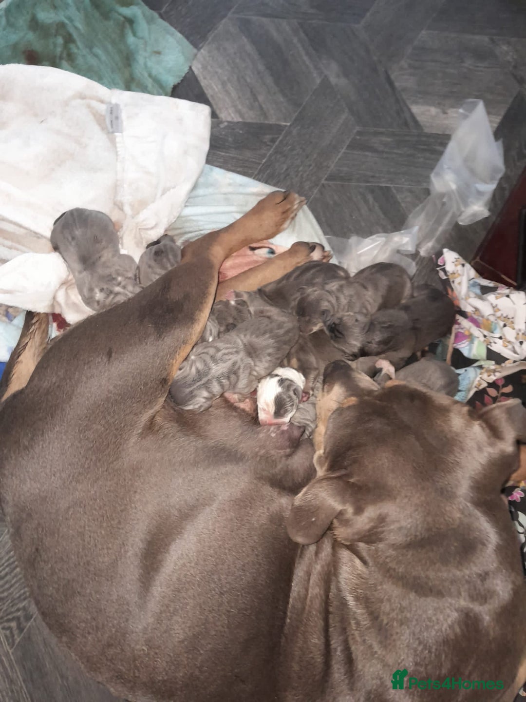 Staffordshire Bull Terrier dogs for sale: Blue tri Staffordshire bull terrier pups for sale  - Image 2