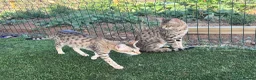 Savannah cats for sale: F5 SBT SNOW & BST SAVANNAHS KITTENS - Advert 20