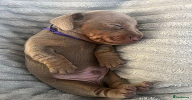 Miniature Dachshund dogs - Advert 15