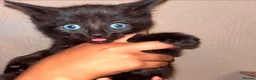 Mixed Breed cats for sale: Stunning ragdoll mix kittens  - Advert 5