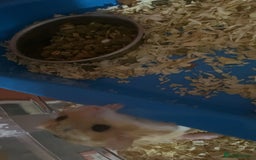 Gerbil rodents for sale: 2 beautiful fat tailed male gerbils - Image 3