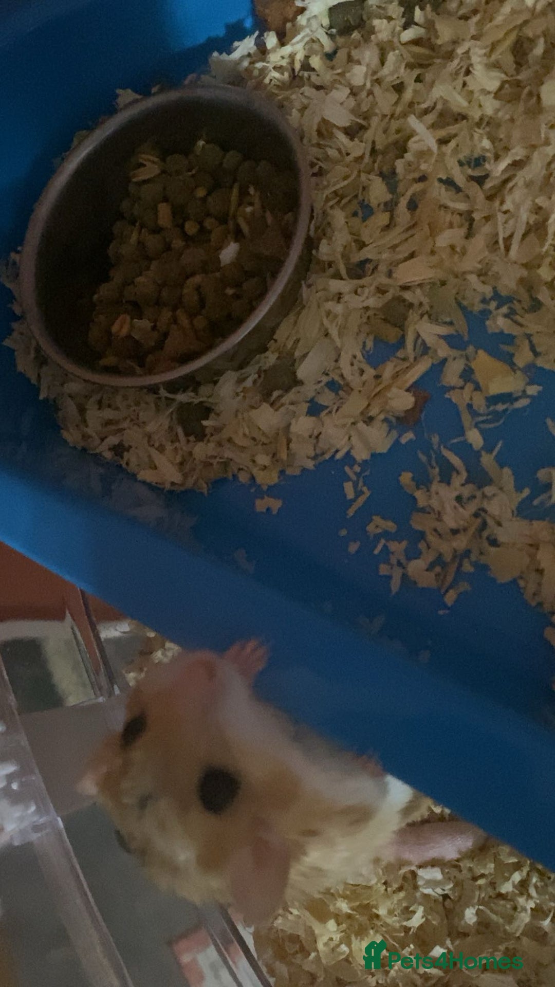 Gerbil rodents for sale: 2 beautiful fat tailed male gerbils - Image 3