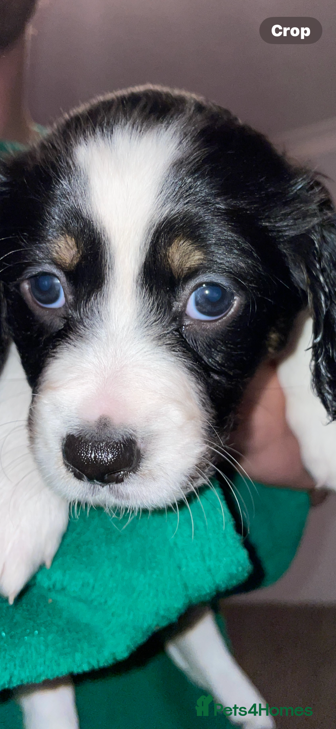 Mixed Breed dogs for sale: Border collie/Cocker Spaniel  - Image 5