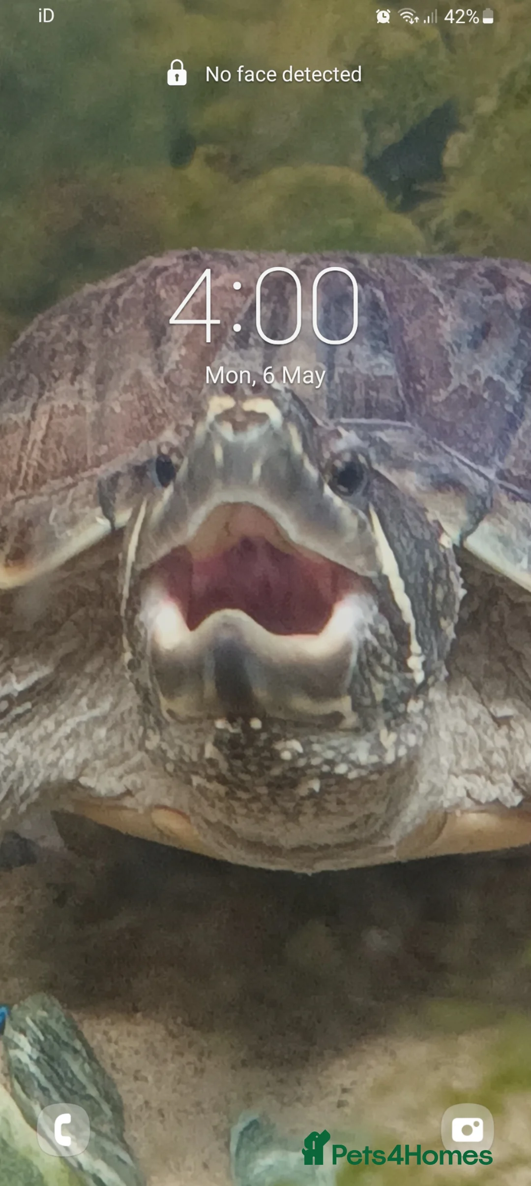 Turtle reptiles for sale: Female musk turtle in Eastbourne - Advert 3