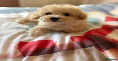 Poochon dogs - Advert 9