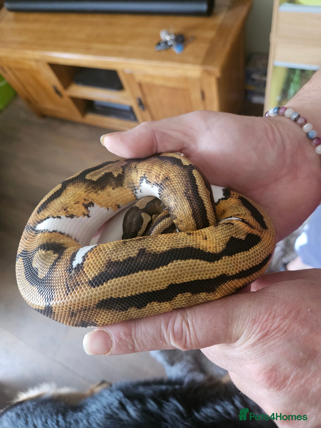 Snake reptiles for sale: FULL SET UPS X 2  - Advert 1