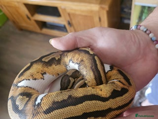 Snake reptiles FULL SET UPS X 2 - Advert 1