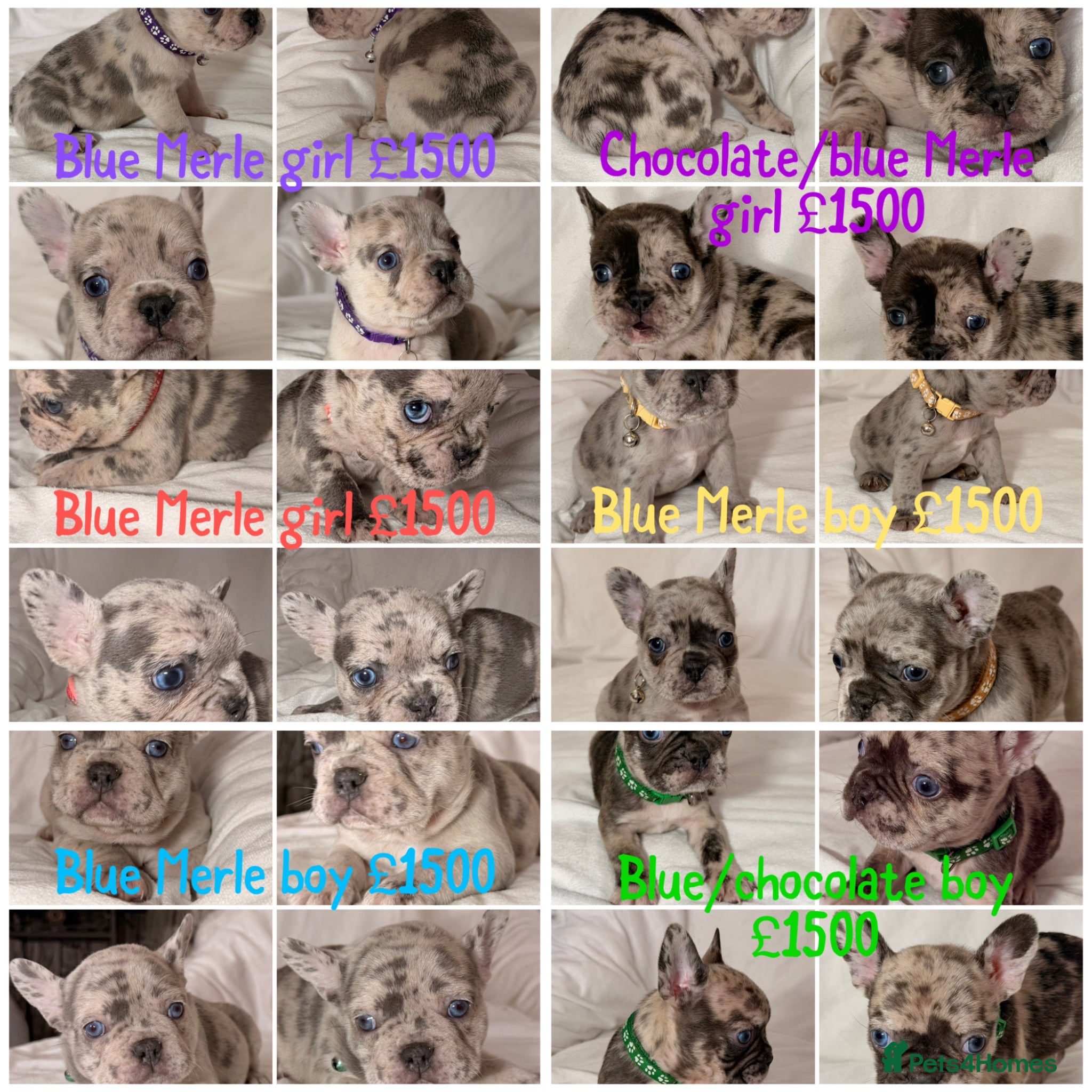 French Bulldog dogs Incredible blue eyes. 7 Merle 1 black. Best on net - Advert 8