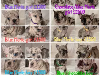 French Bulldog dogs Incredible blue eyes. 7 Merle 1 black. Best on net - Advert 6