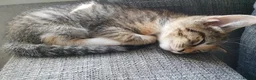 Mixed Breed cats for sale: 3 little girl  - Advert 9