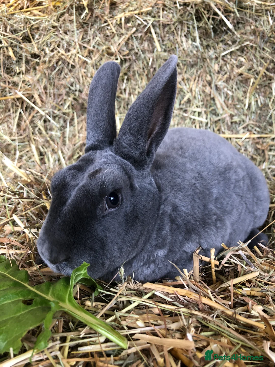 Rex rabbits for sale: Beautiful purebred velvet mini Rex rabbits 🐰🌿 - Advert 23