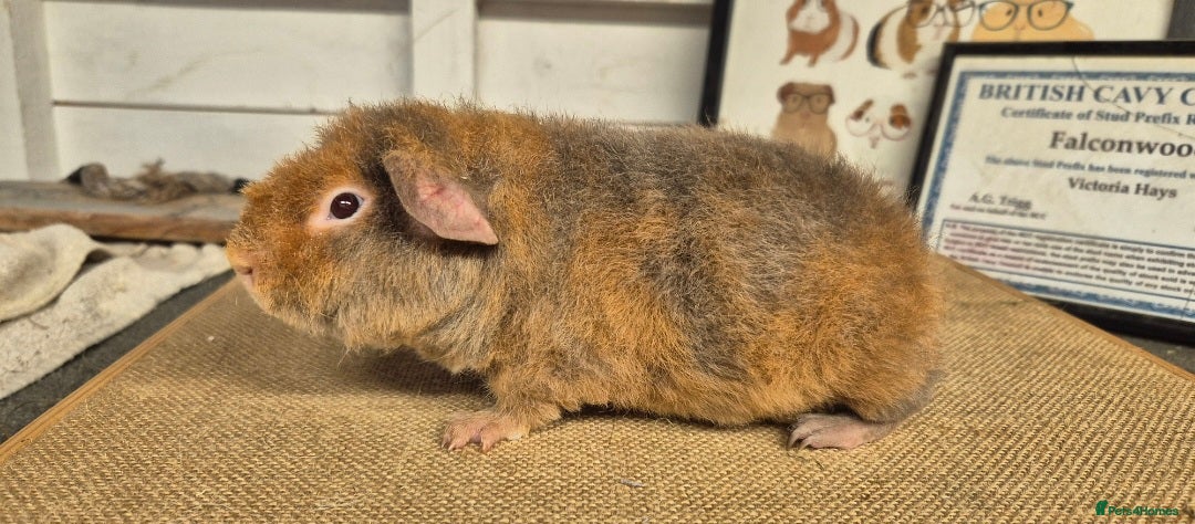Guinea Pig rodents for sale: Bonded pairs of guinea pigs - Image 6