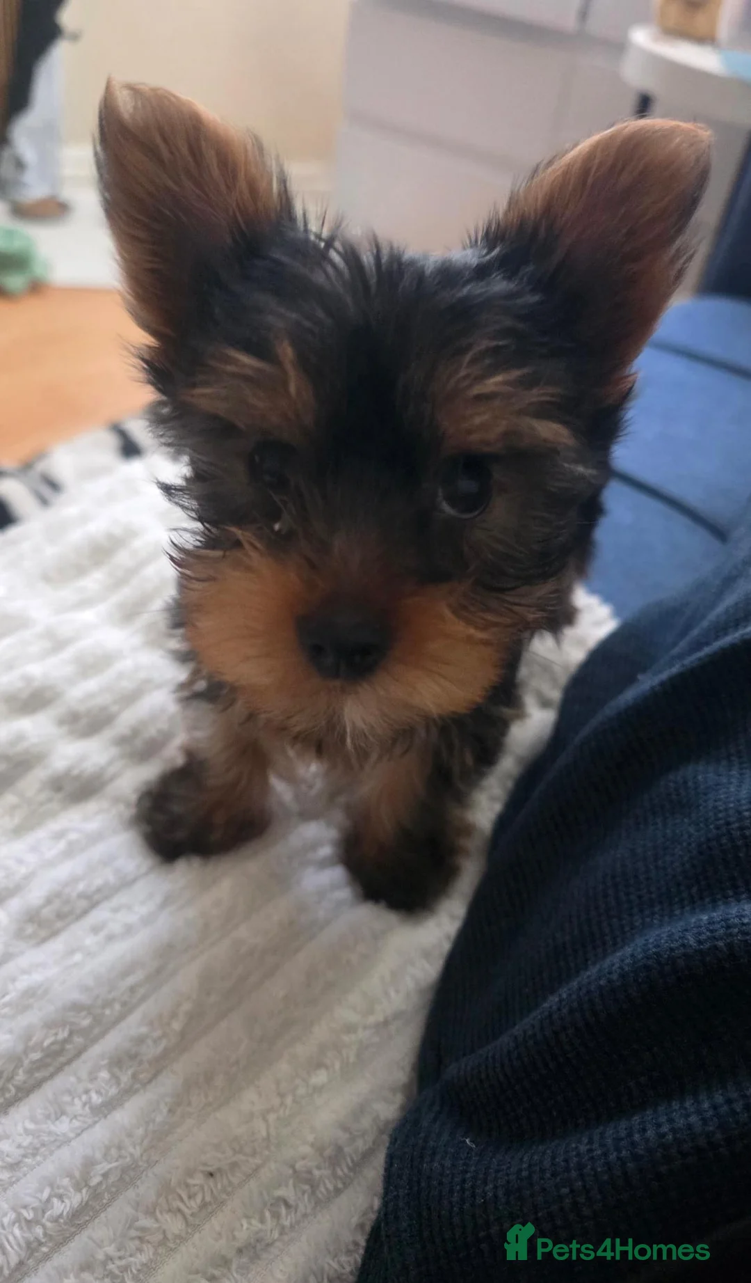 Yorkshire Terrier dogs for sale: STUNNING YORKSHIRE TERRIER PUPPIES  - Advert 9