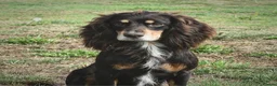 Cocker Spaniel dogs for sale: Liver Working Cocker Spaniel Dog Puppy Available in Dorchester - Advert 7