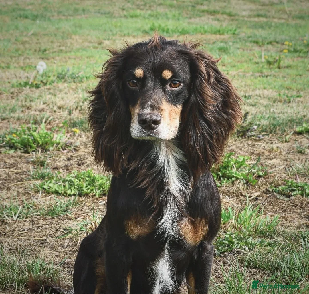 Cocker Spaniel dogs for sale: Liver Working Cocker Spaniel Dog Puppy Available in Dorchester - Advert 7