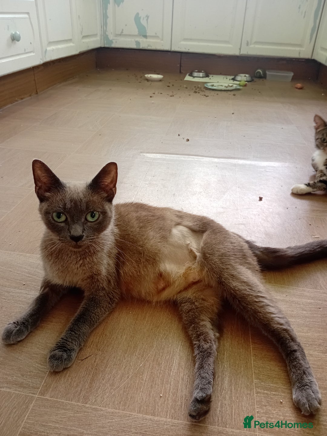 Mixed Breed cats for sale: Jolanta - Image 8