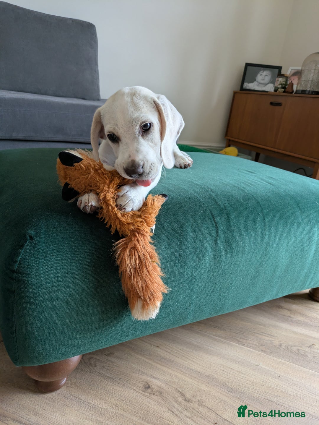 Beagle dogs for sale: Lenny the Lemon Beagle  - Image 15