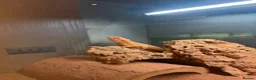 Bearded Dragon reptiles for sale: Bearded Dragon Rehoming – Free to a Loving Home in London - Advert 5