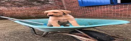 Labrador Retriever dogs for stud: “Yellow Valey”  in Cheltenham - Advert 28