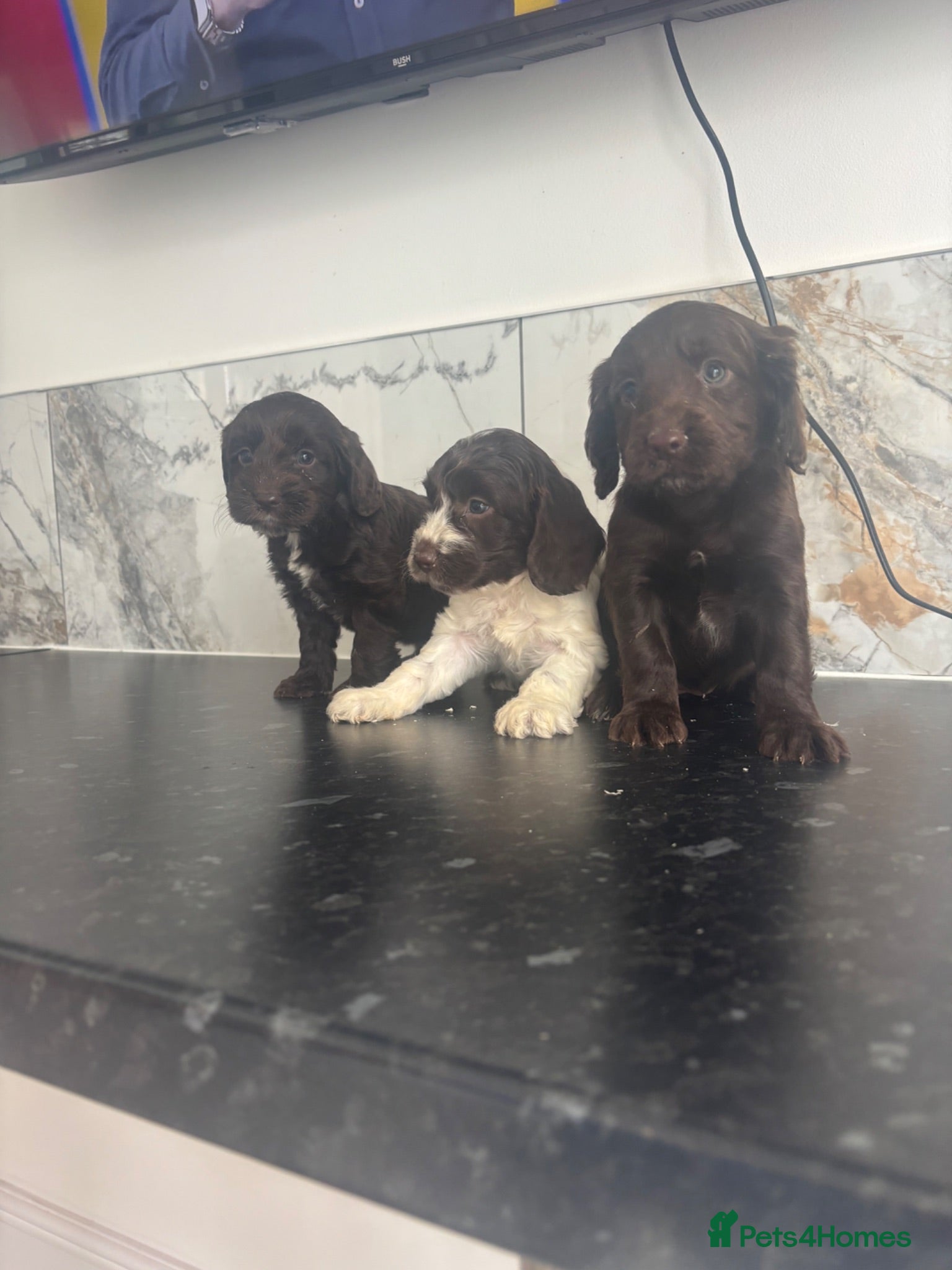 Cavapoo dogs 🐶 Reduced Quality toy Cavapoo puppies toy poodle  - Advert 15