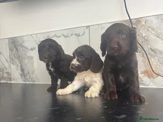 Cavapoo dogs 🐶 Reduced Quality toy Cavapoo puppies toy poodle - Advert 15