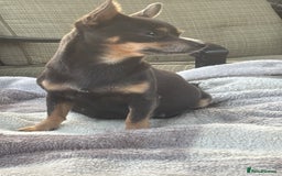 Mixed Breed dogs for sale: Jackawawa puppies  - Image 10