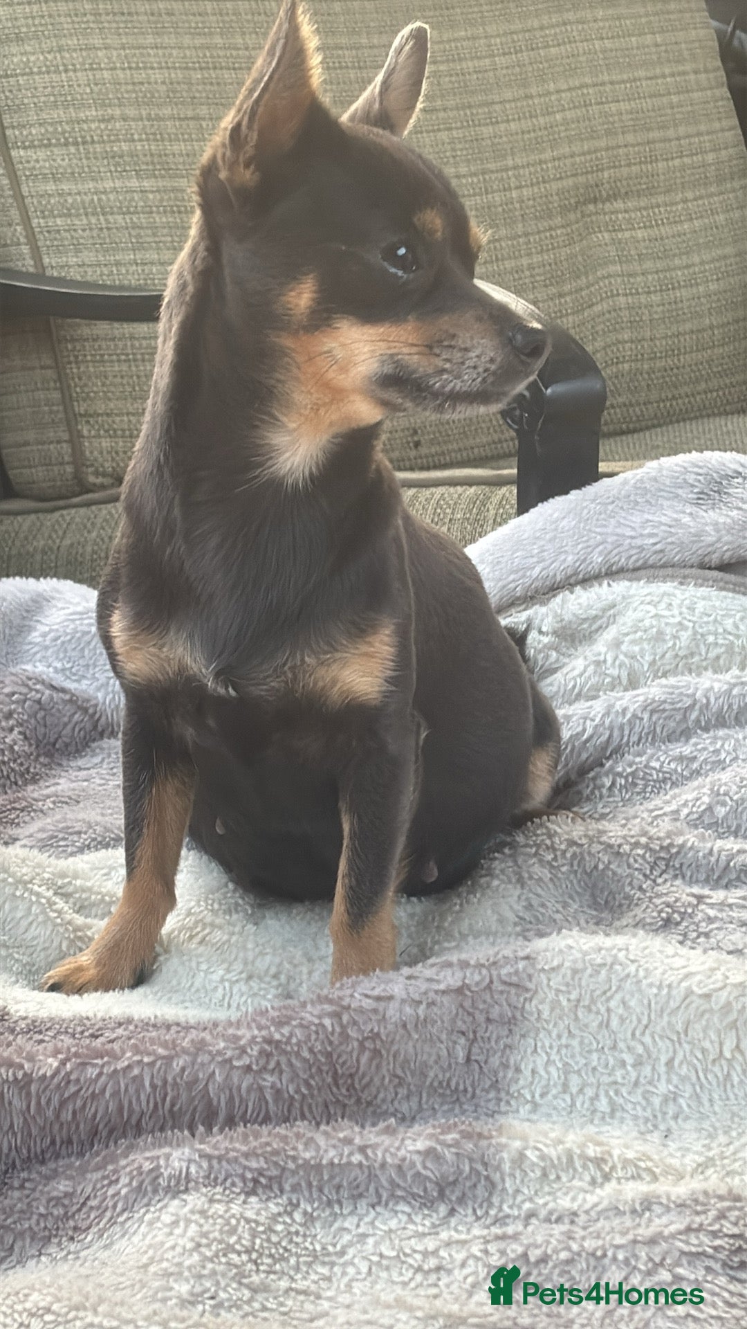 Mixed Breed dogs for sale: Jackawawa puppies  - Image 10