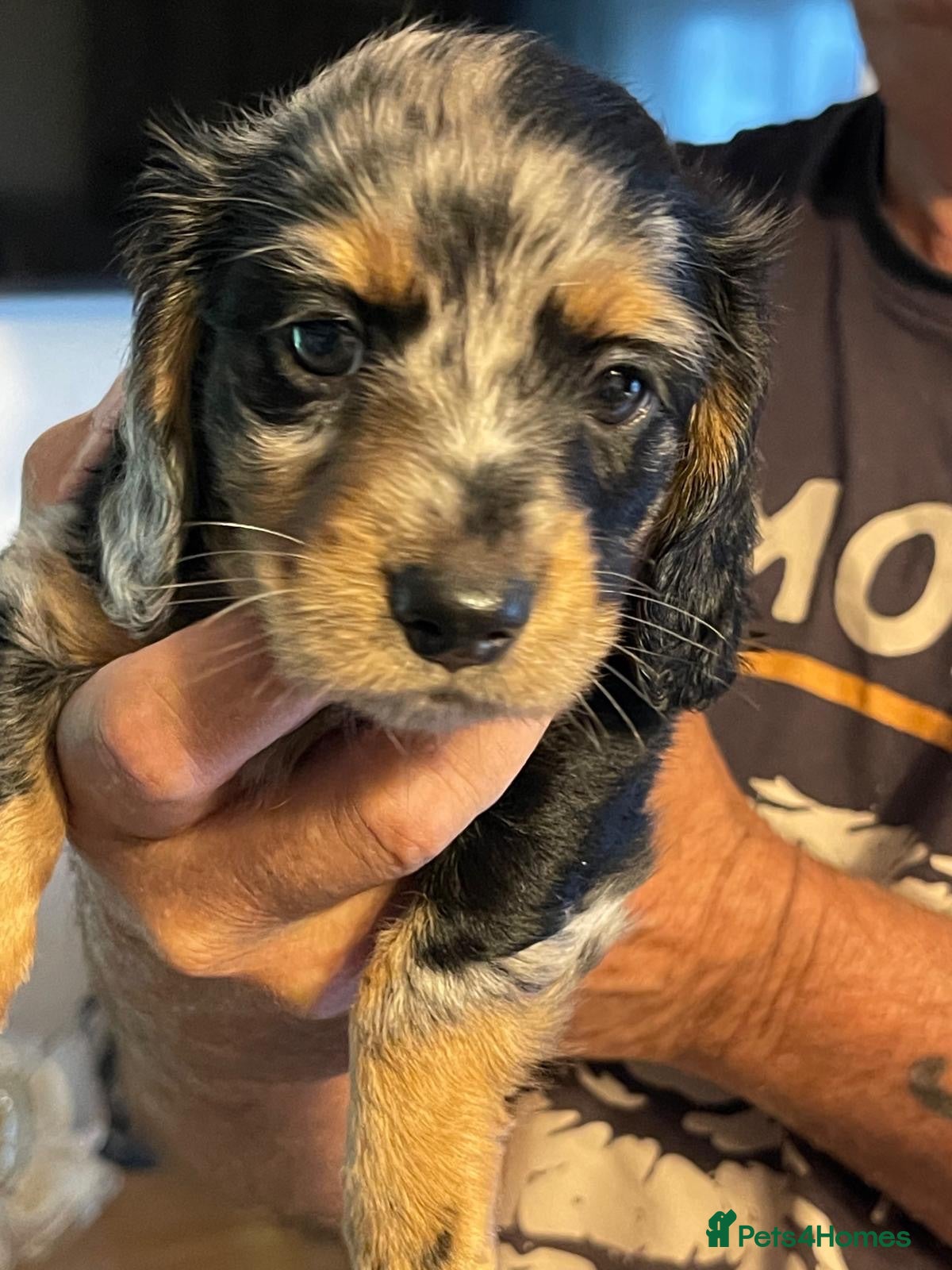 Dachshund dogs Miniature longhair dachshunds for sale - Advert 2