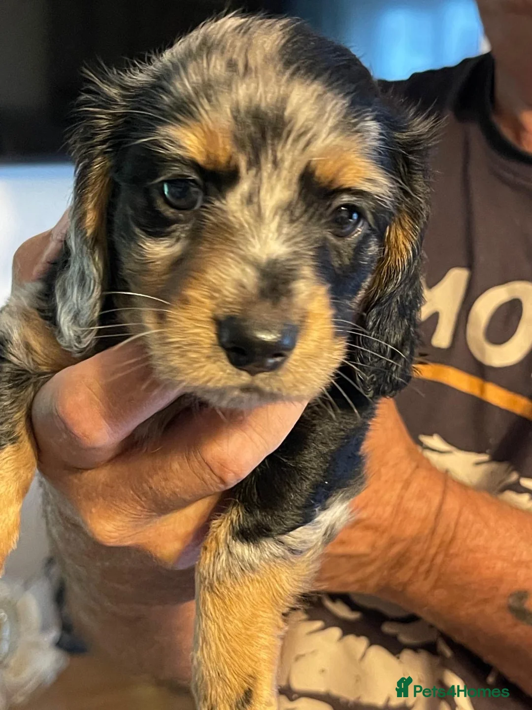 Dachshund dogs for sale: Miniature longhair dachshunds for sale - Advert 1