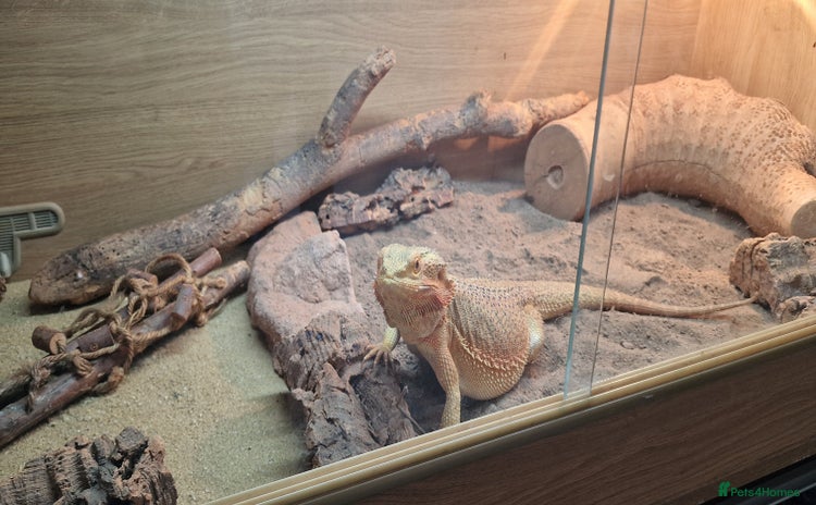 Bearded Dragon reptiles - Advert 14