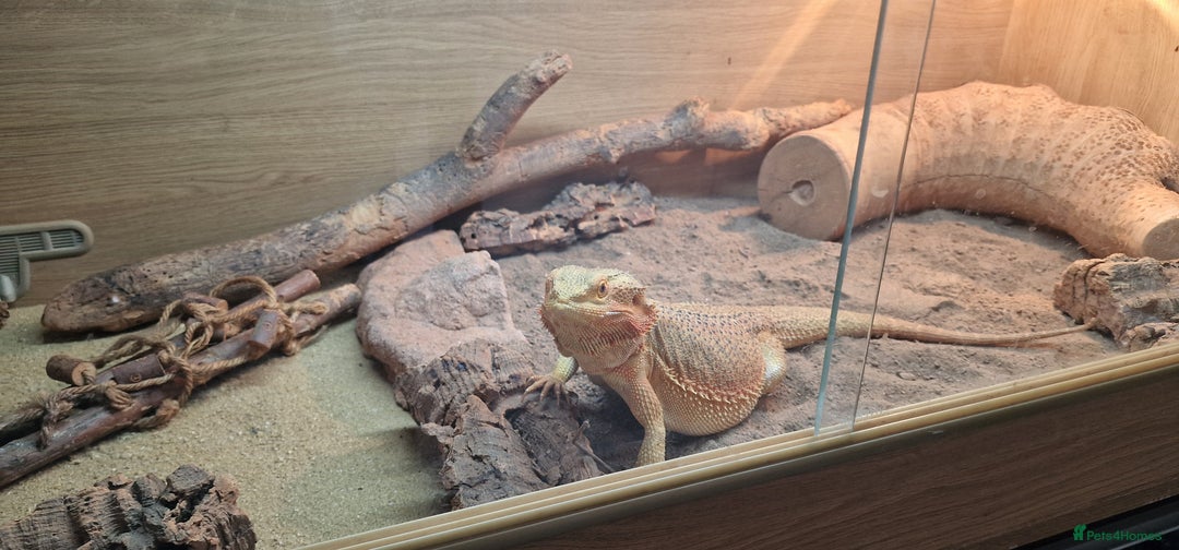 Bearded Dragon reptiles for sale: Bearded dragon and full set up for sale - Image 1