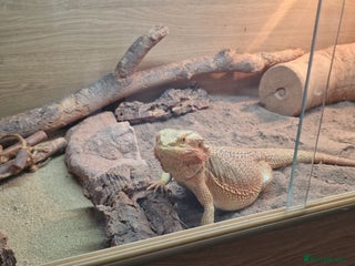 Bearded Dragon reptiles - Advert 24