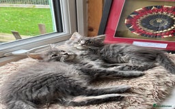 Maine Coon cats for sale: Ready NOW! TICA splendid Maine Coon - Image 33