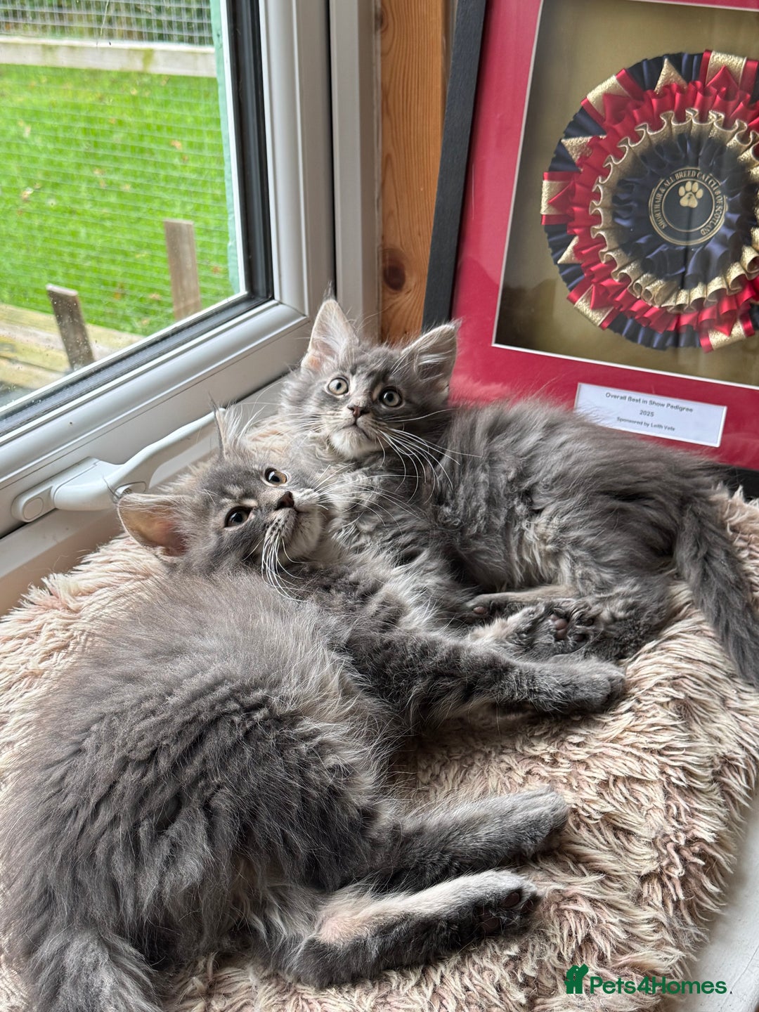Maine Coon cats for sale: Ready NOW! TICA splendid Maine Coon - Image 33