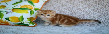 British Shorthair Kitten 2